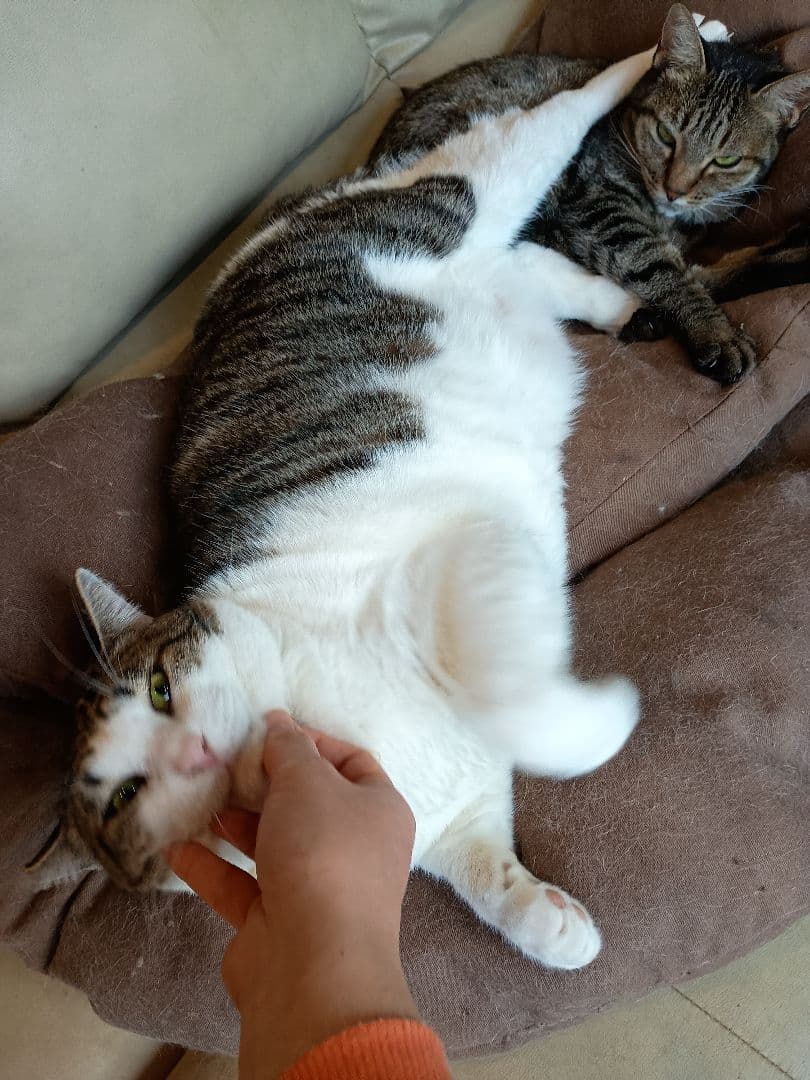 キャットスマック またたび応募券 100口分 500枚