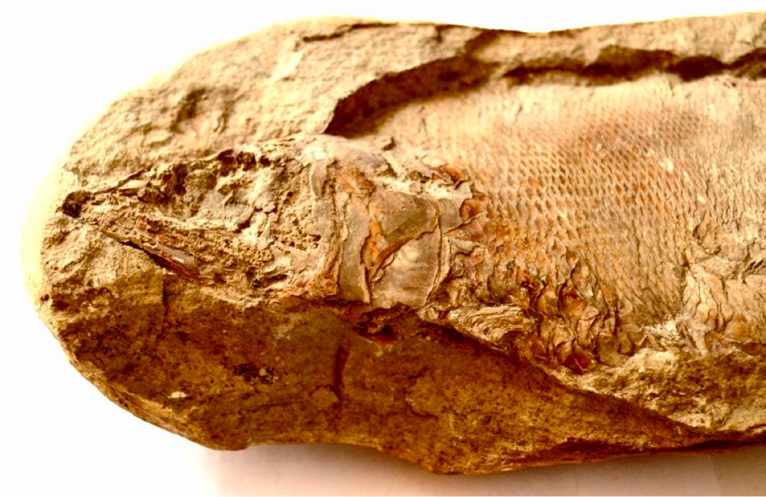 凡そ一億年前のブラジル・セアラ州産絶滅古代魚ラコレピスの化石