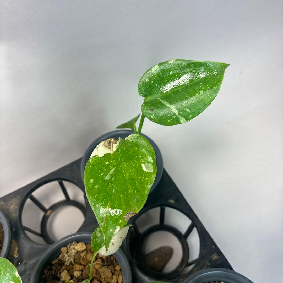 壱*）様 訳あり10株セットms75【特別選抜】モンステラ・タイコンステレーショ