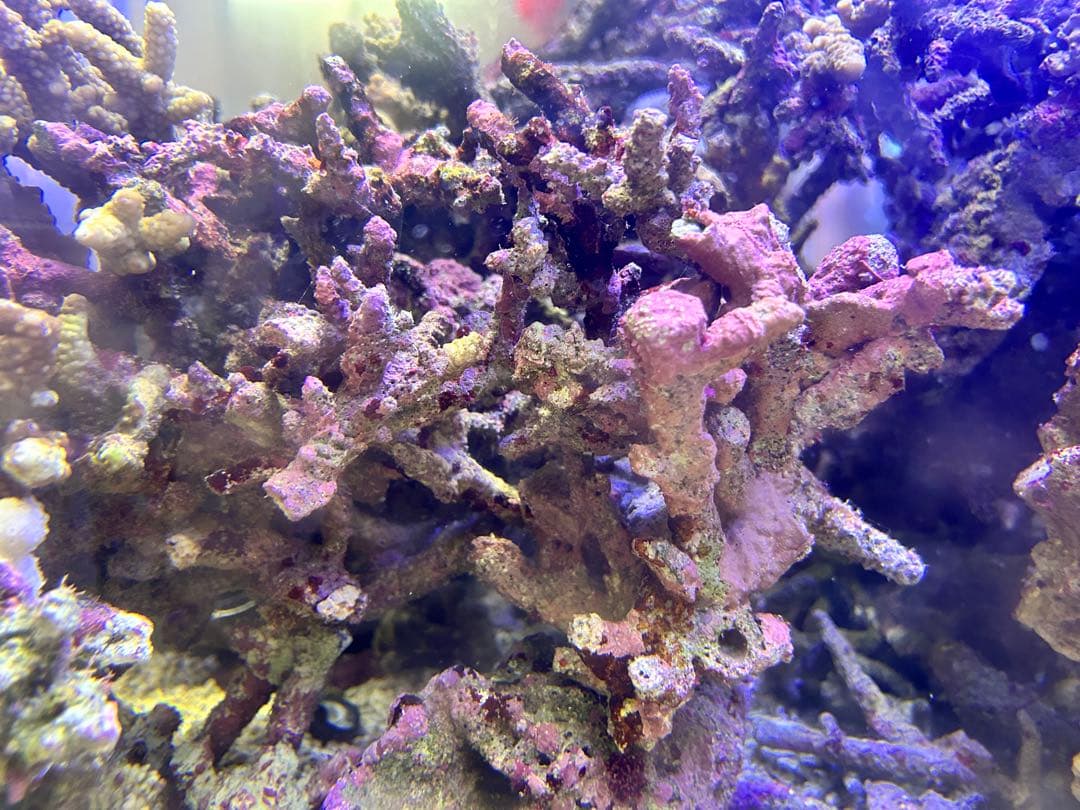 ライブロック Sグレード　3.5kg