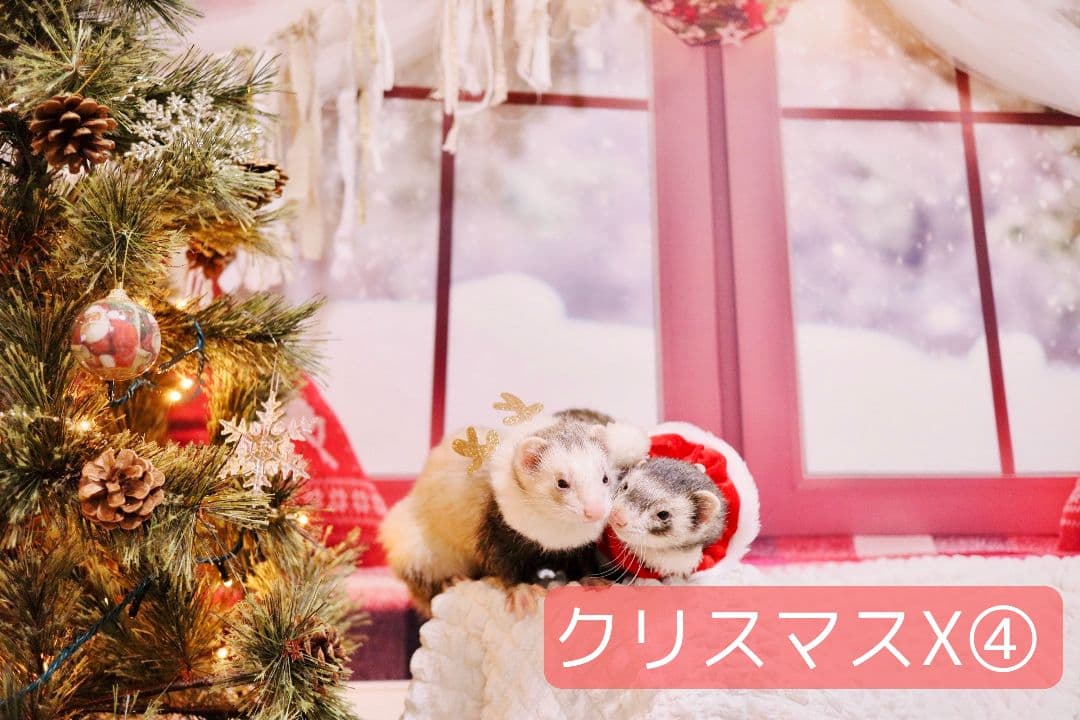 紅葉　背景布秋XD③　ペット撮影用　80×120cm　トリミングチョーカー販売中