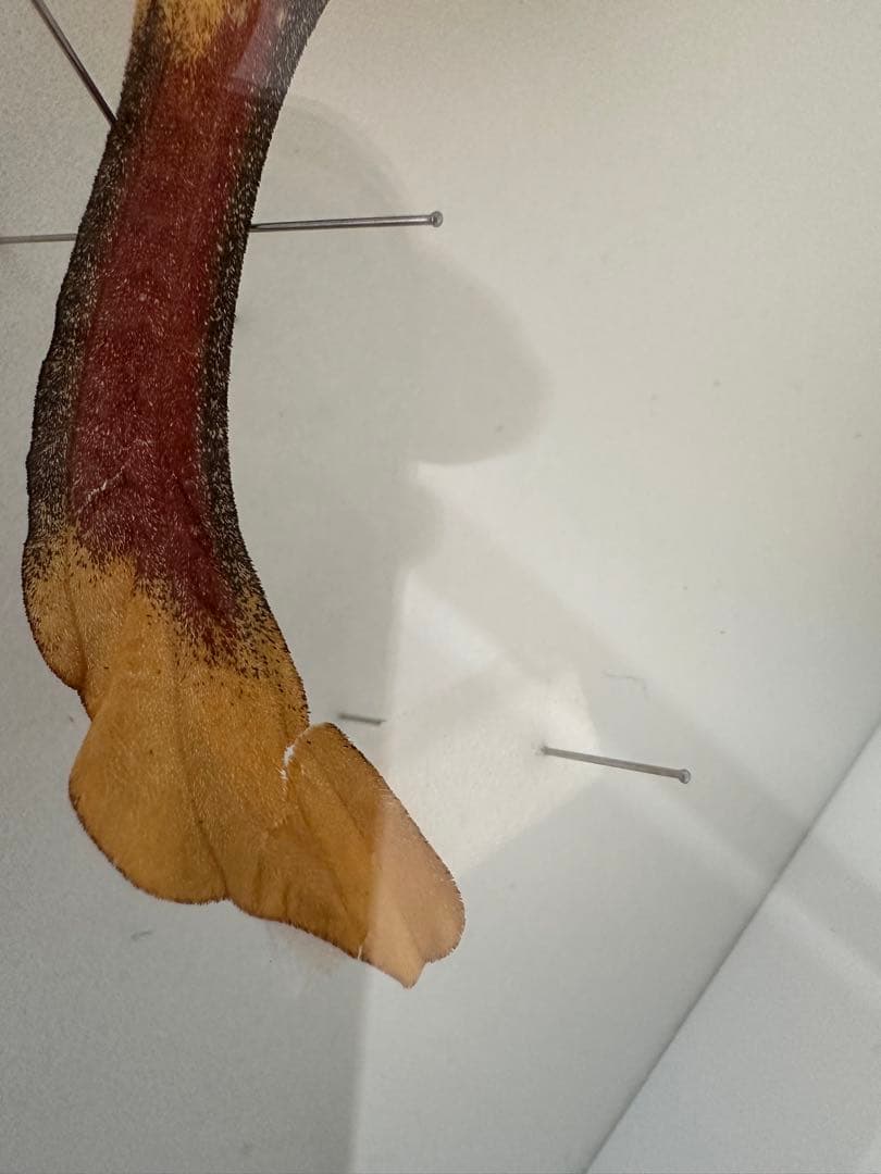 【にこベー★】標本箱ドイツ箱 黒色 UV加工6箱 蝶と蛾の標本