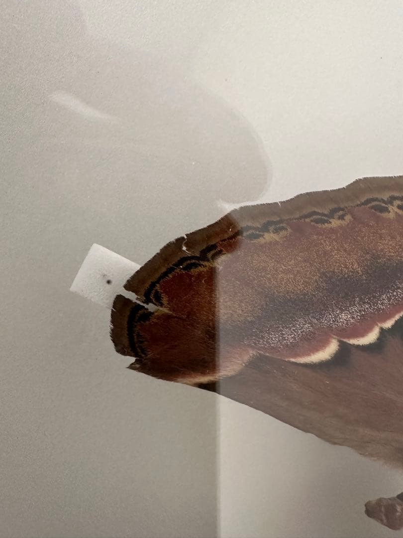 【にこベー★】標本箱ドイツ箱 黒色 UV加工6箱 蝶と蛾の標本