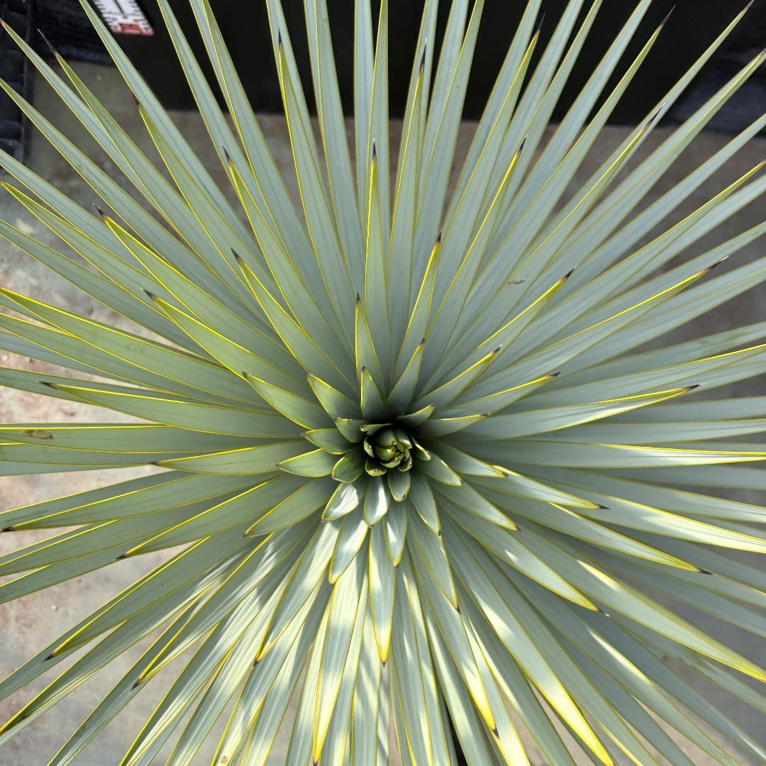 【AL1179】ユッカ　ロストラータ　超美形　極太　シルバー