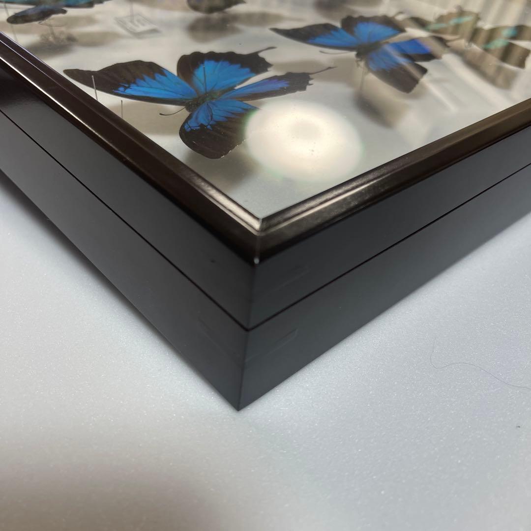 青と黒色のコントラストが美しいアゲハ蝶ドイツ箱入り標本