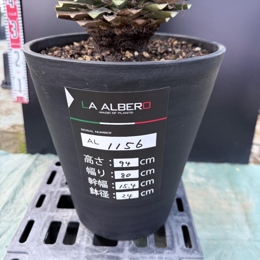 ゆ*。様 【AL1156】ユッカ　リギダ　24cm鉢