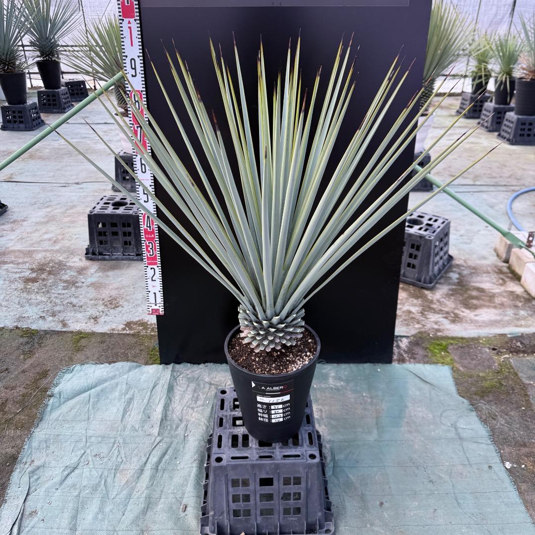 ゆ*。様 【AL1156】ユッカ　リギダ　24cm鉢