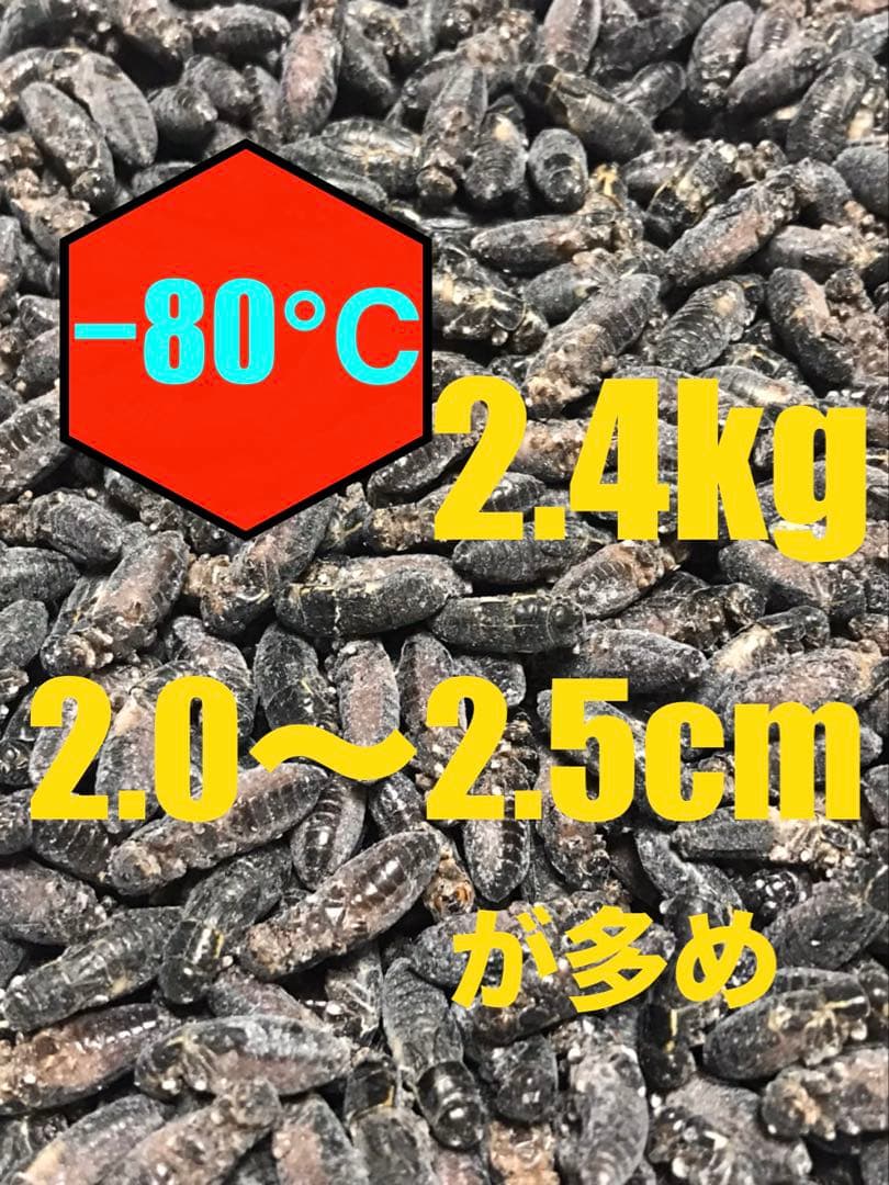 清潔コオロギ　2.4kg 2.0〜2.5cm多め　冷凍コオロギ