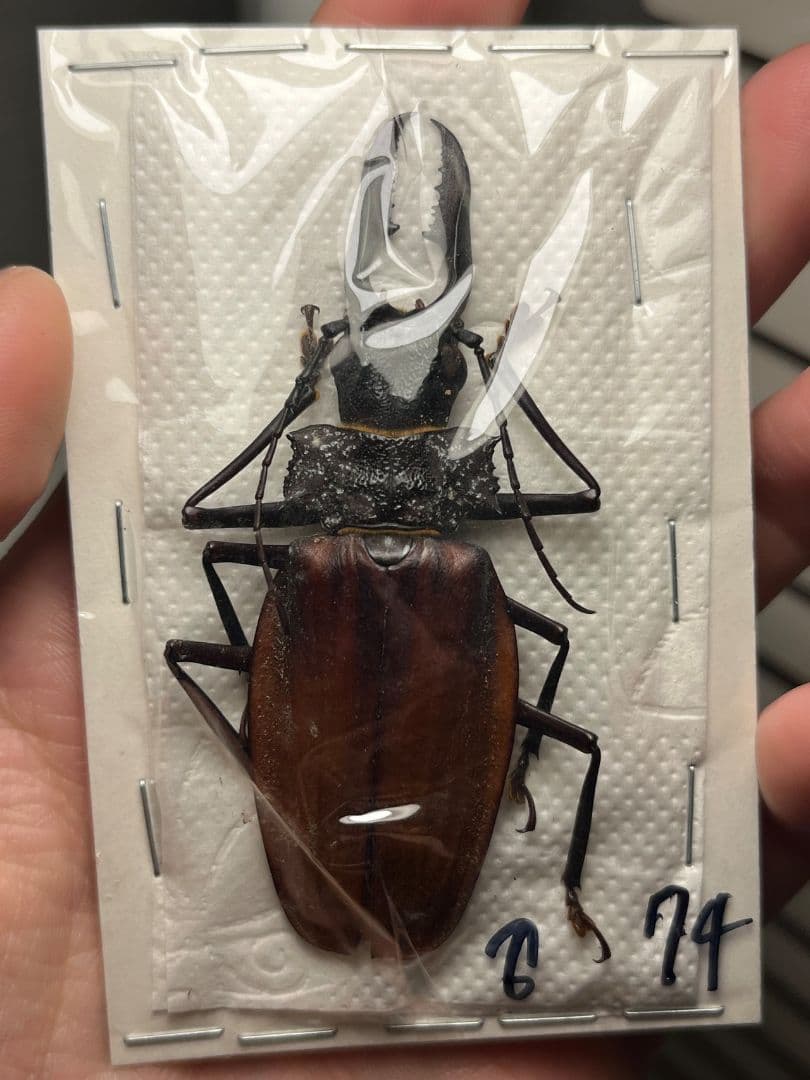 【74mm♂】クレナータオオキバウスバカミキリ Macrodontia標本天牛