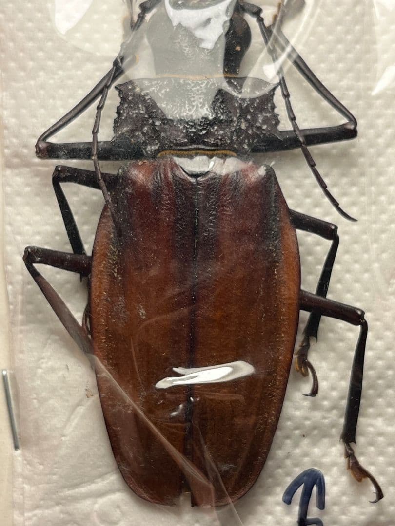【74mm♂】クレナータオオキバウスバカミキリ Macrodontia標本天牛