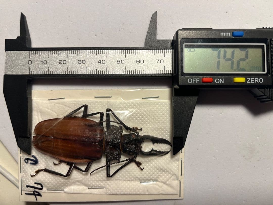 【74mm♂】クレナータオオキバウスバカミキリ Macrodontia標本天牛