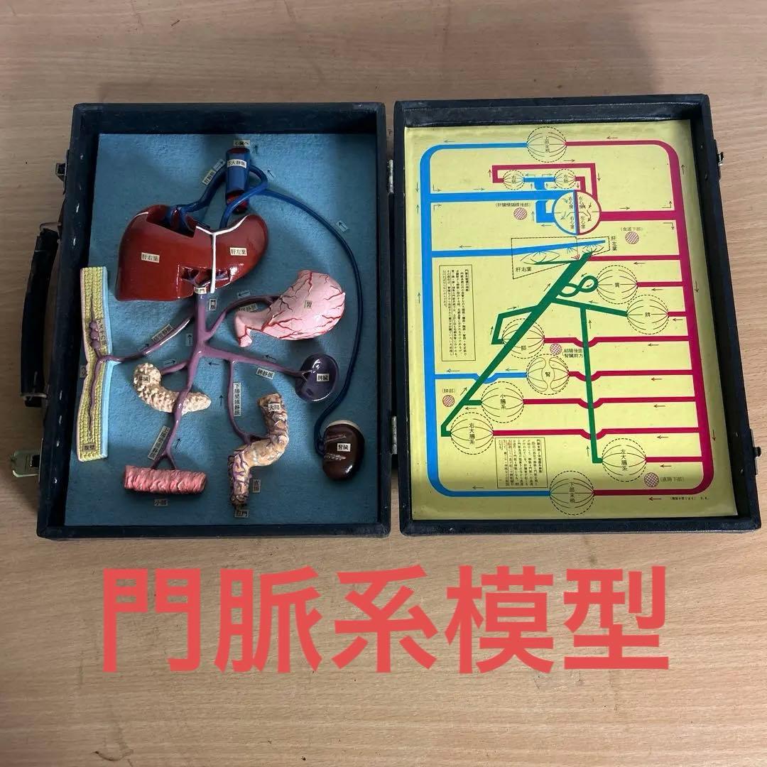 超レア　門脈系模型