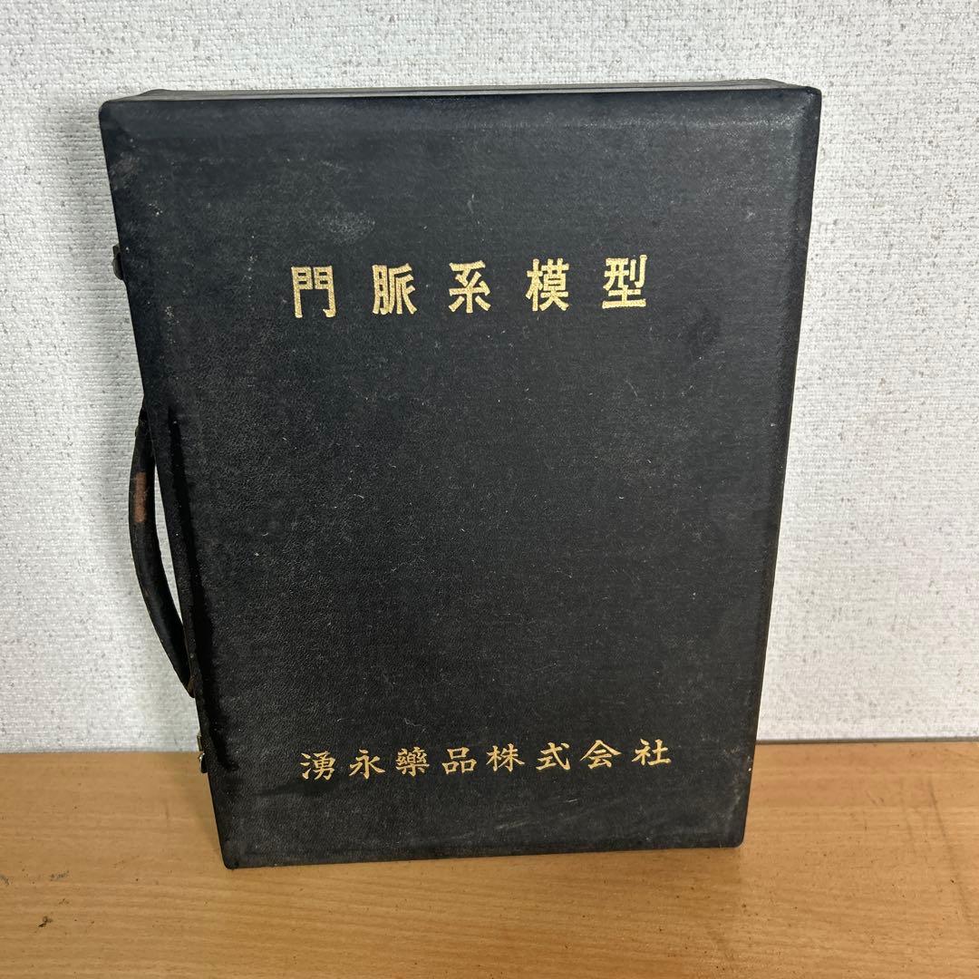 超レア　門脈系模型