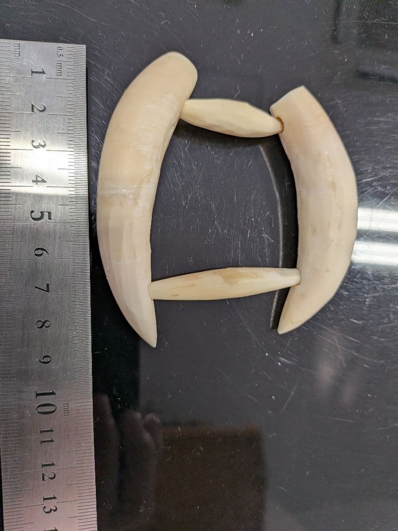 マッコウ鯨歯　本物磨き済み