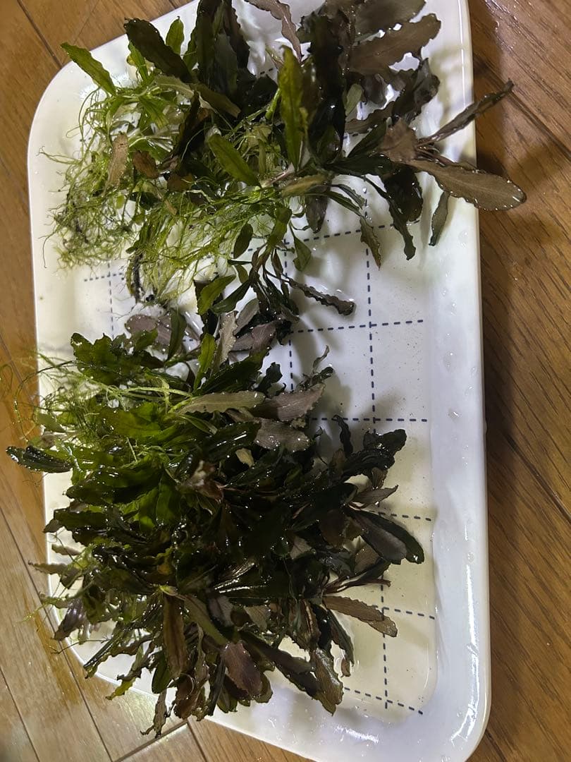 ブセファランドラ