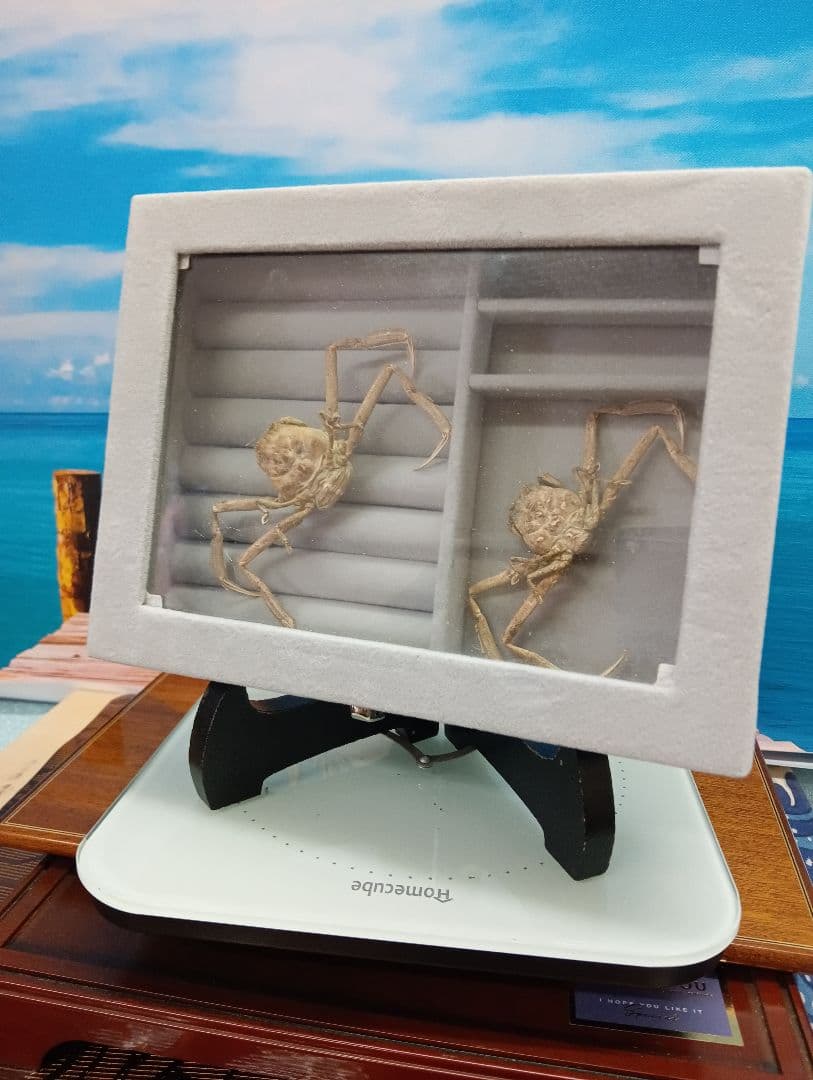 稀少レア平家怨霊瀬戸内海産人面蟹ペア源平合戦古戦場立体リアル標本ペア２点セット