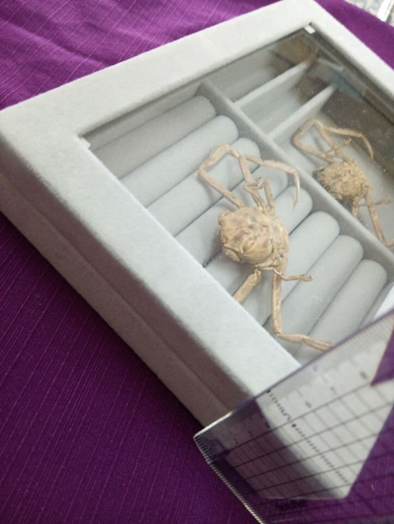 稀少レア平家怨霊瀬戸内海産人面蟹ペア源平合戦古戦場立体リアル標本ペア２点セット