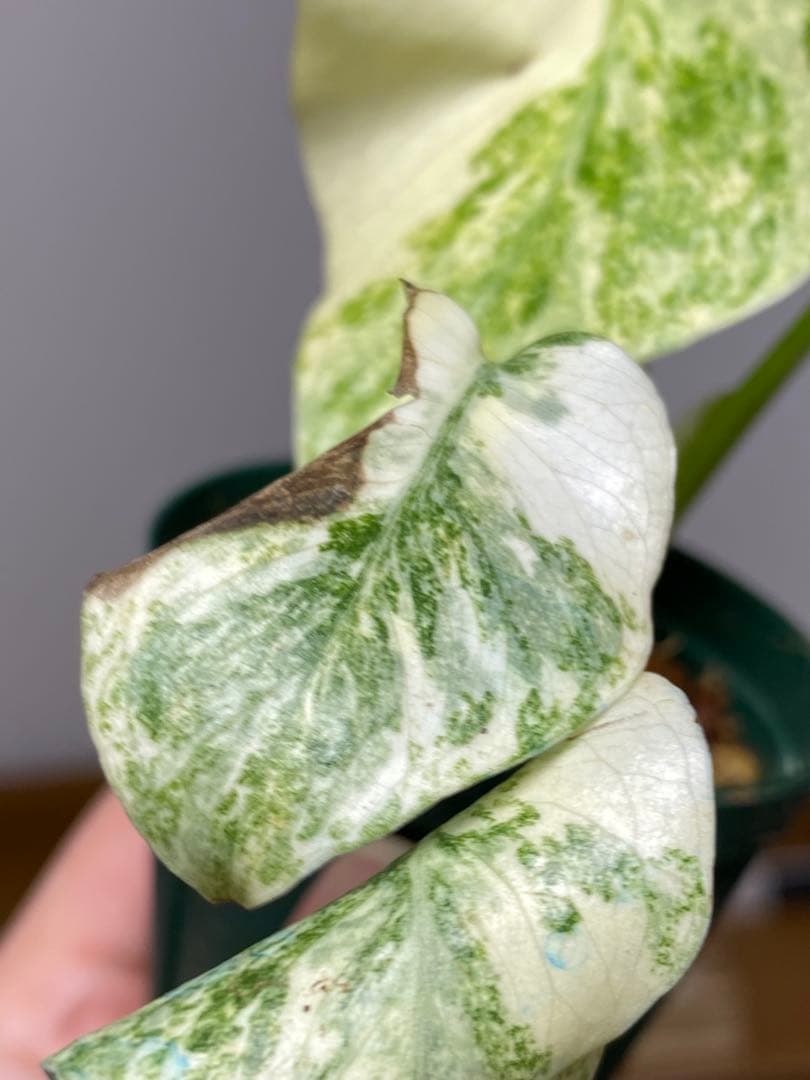 ご*ん様 【斑入り強め✨】モンステラ　デリシオーサ　レガシー　斑入り　希少　人気