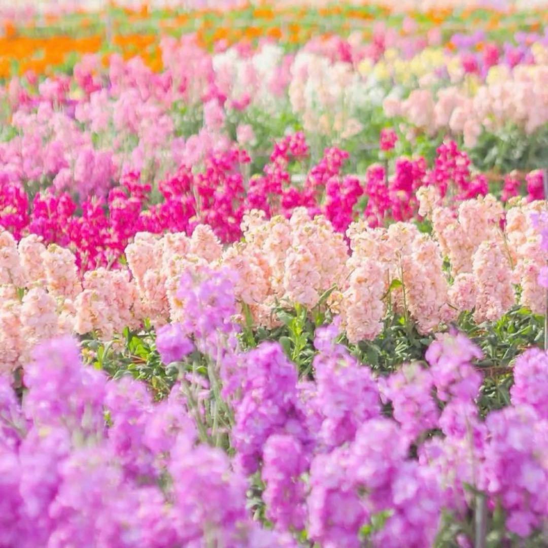 確認・専用出品