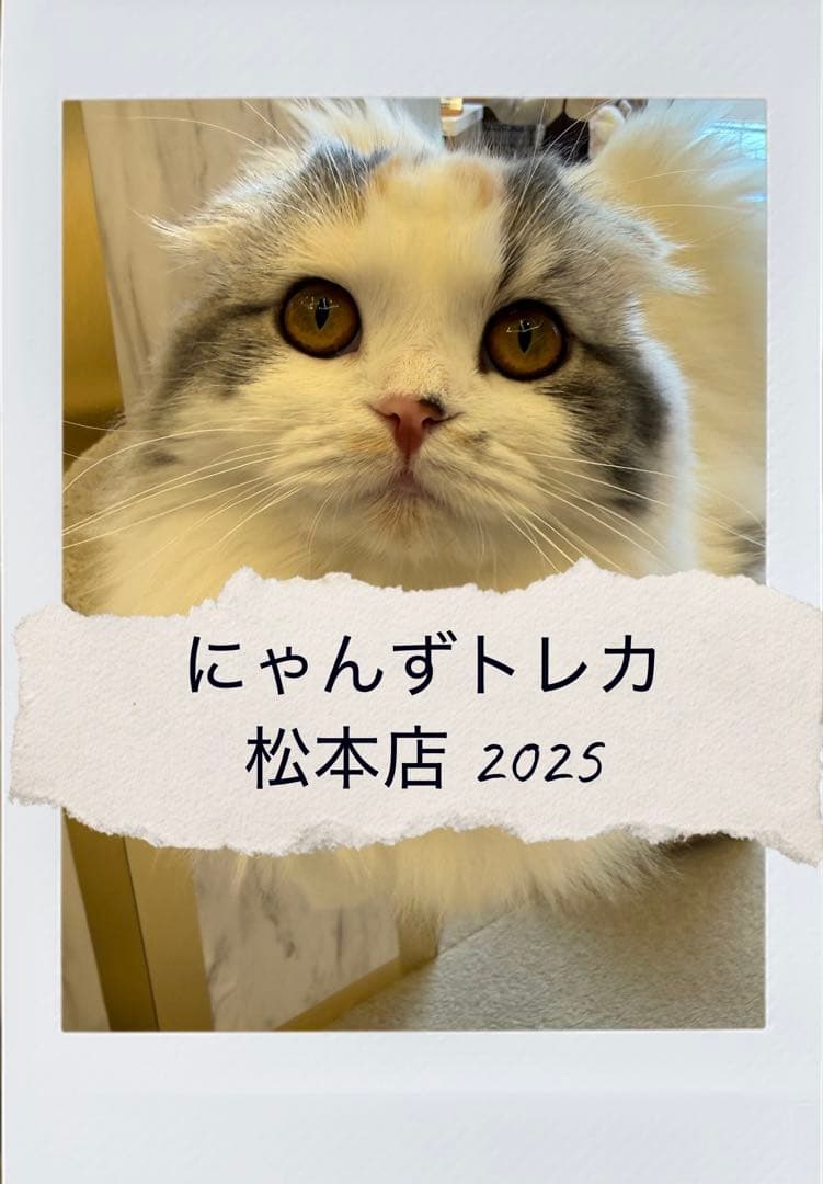 【バラ売り可】にゃんずトレカ松本店 2025