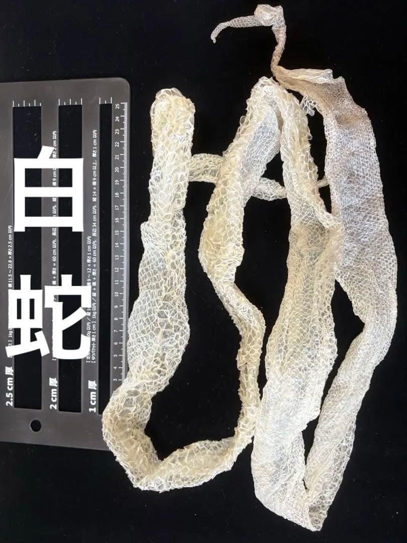 超特大！！アルビノヘビの抜け殻