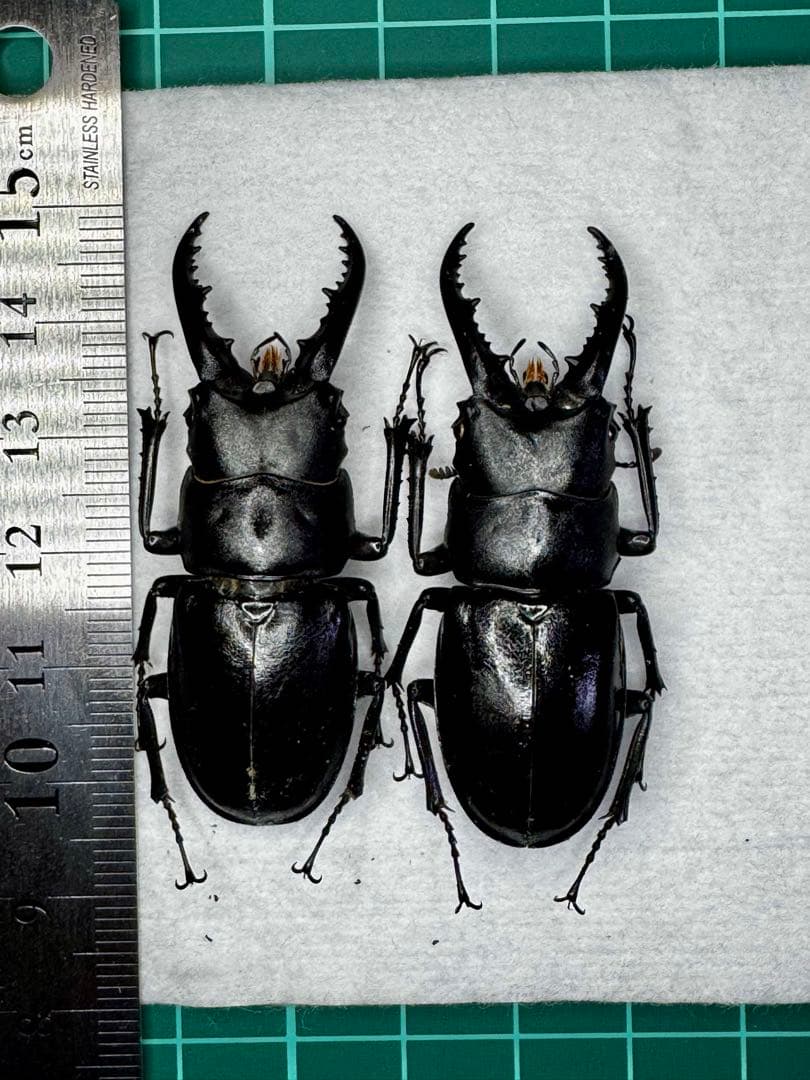 ハチジョウノコギリクワガタ 中歯標本