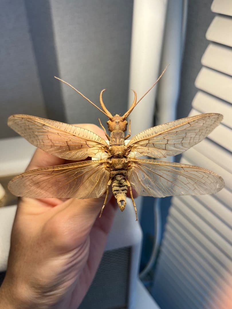 【年代物】オオアゴヘビトンボ 産 奇蟲 タランチュラ ムカデ 標本 昆虫標本蜻蛉