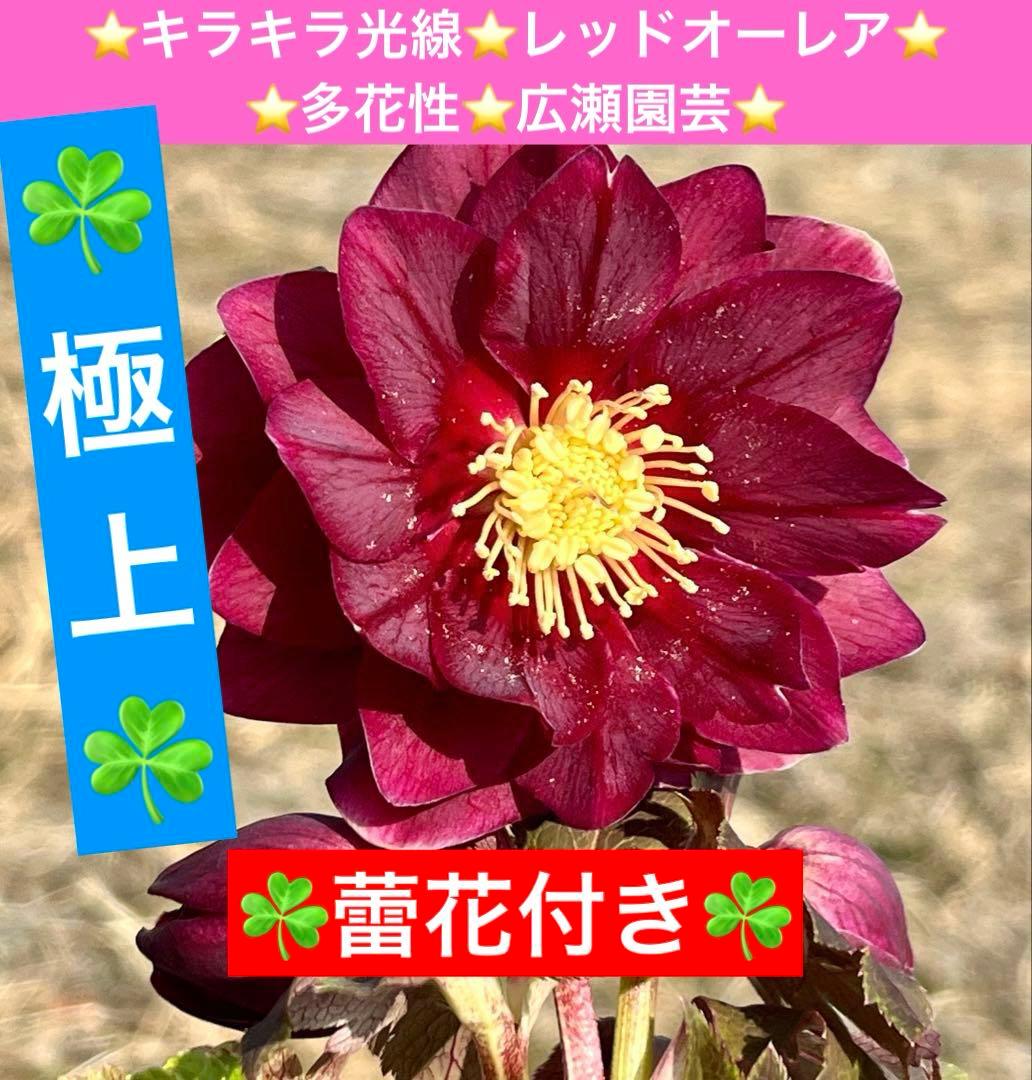 r*o様 3512☘️蕾花付き☘️極上☘️⭐️キラキラ光線⭐️レッド⭐️多花性⭐