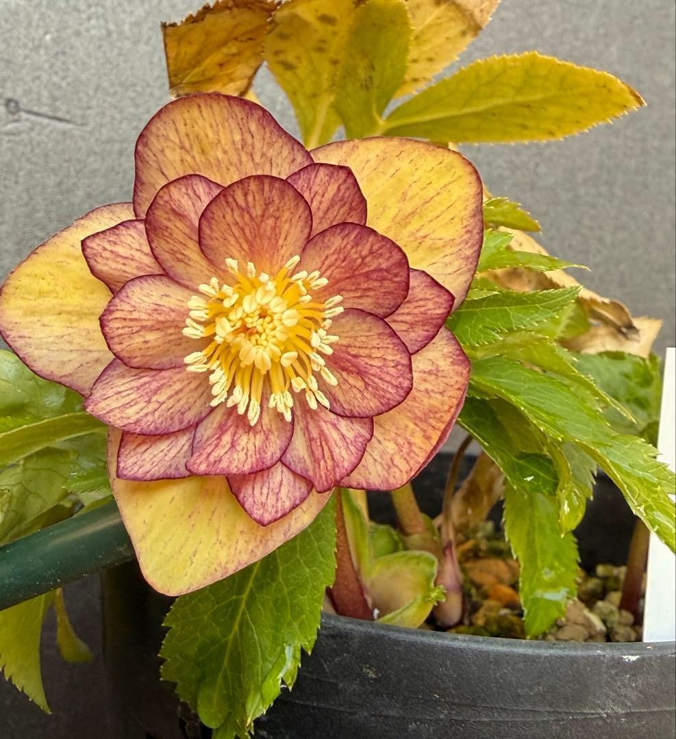 K*i様 クリスマスローズ 開花株ddムルチオーレア 充実株 大木ナーセリー