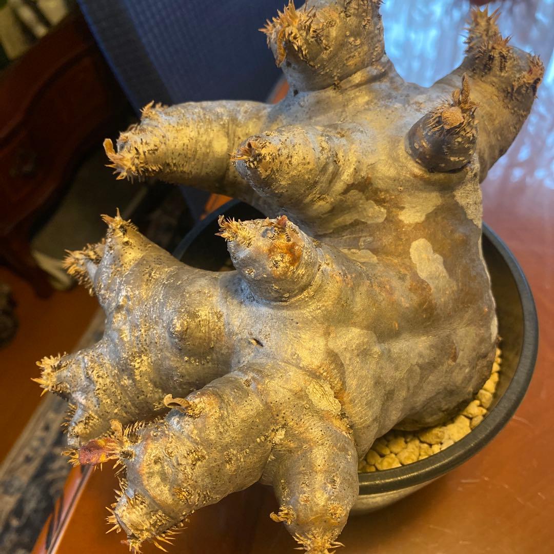 ブレピカリックス 大きめ 現地球 落葉しました