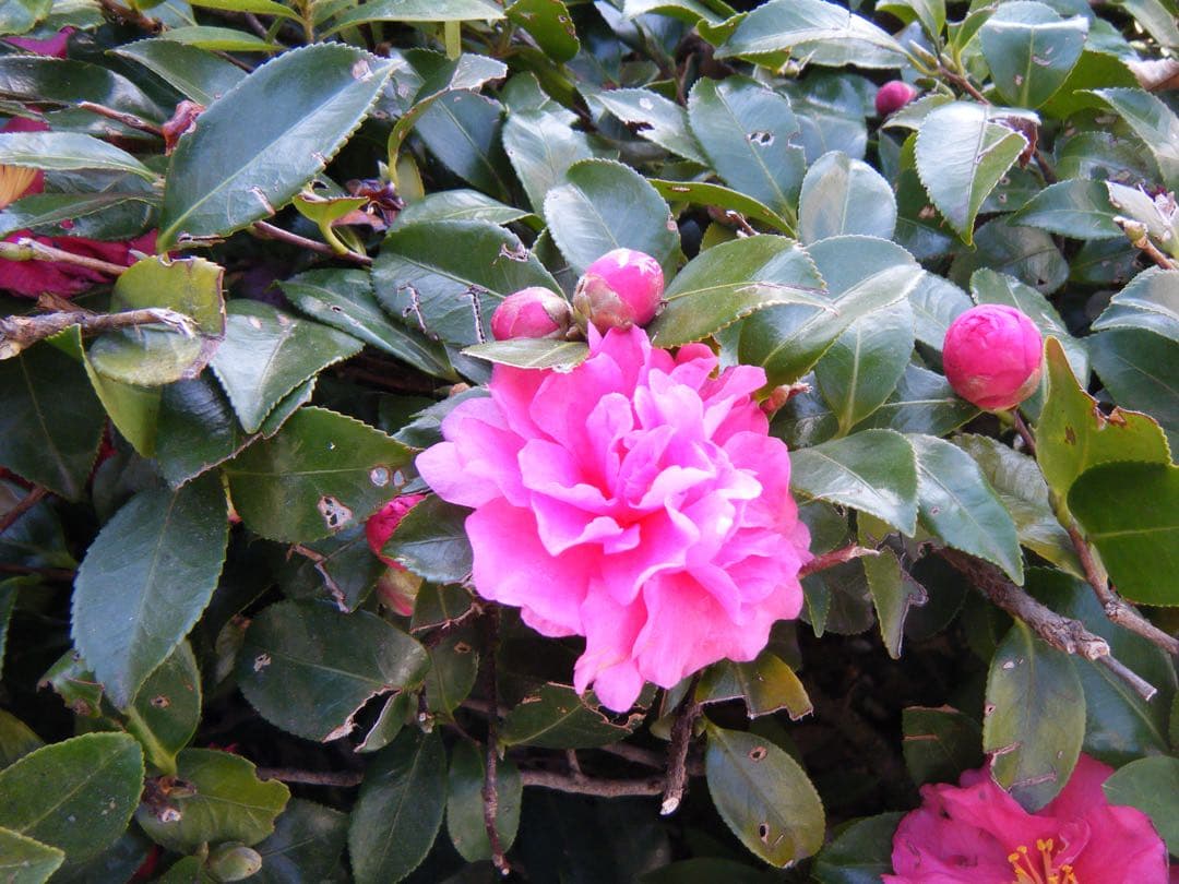 Fujifilm FinePix Z33WP グリーン