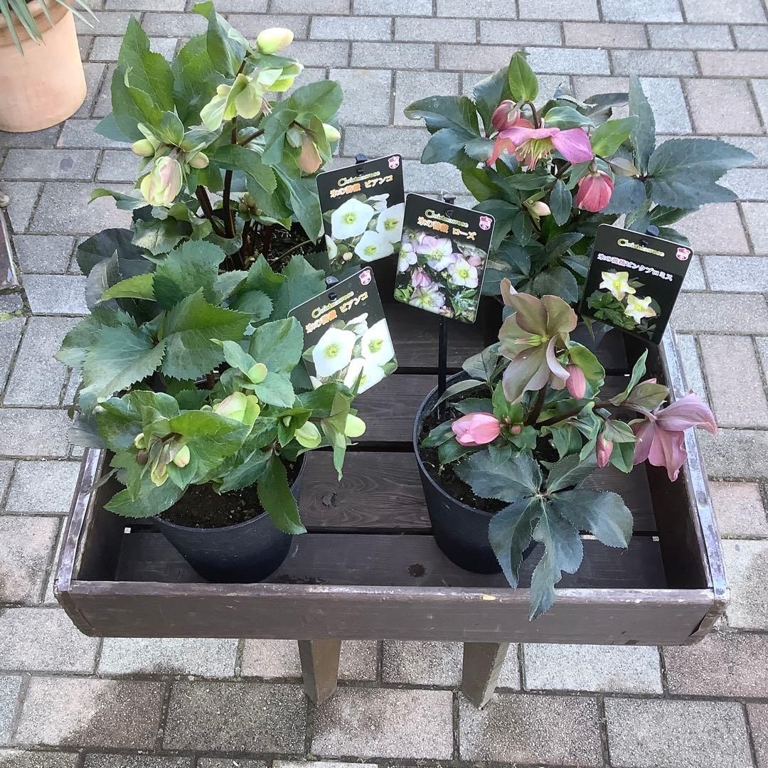 さかえ‼️氷の薔薇シリーズ　クリスマスローズ＊ビアンコ