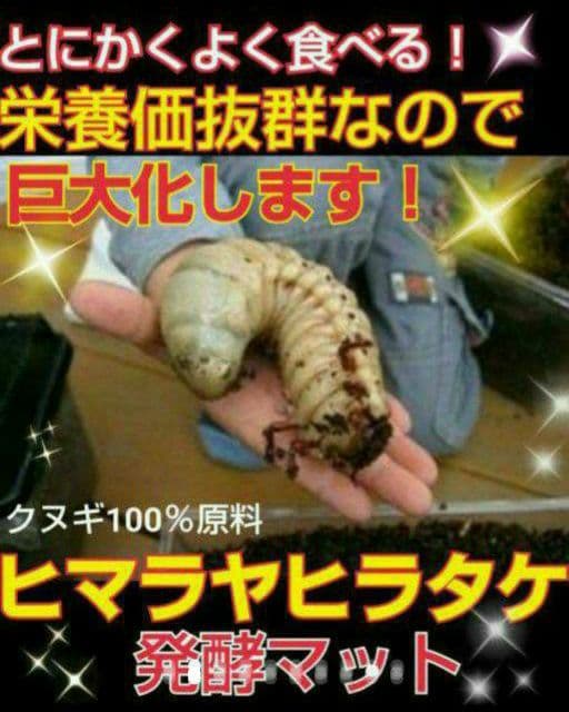 送料無料！60リットル　カブトムシ幼虫の餌！巨大化！ヒマラヤひらたけ発酵マット