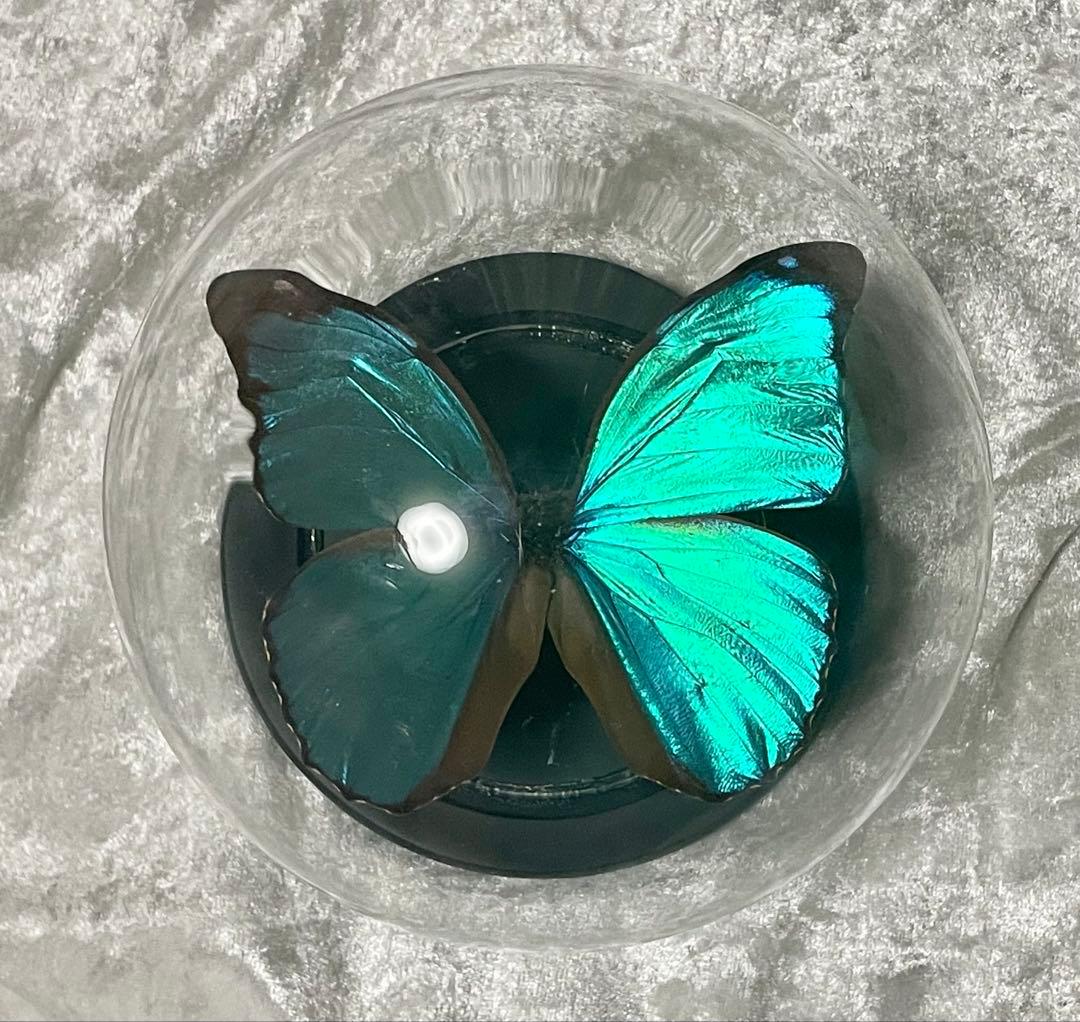 蝶 標本 モルフォ蝶 メネラウスモルフォ ガラスドーム アンティーク