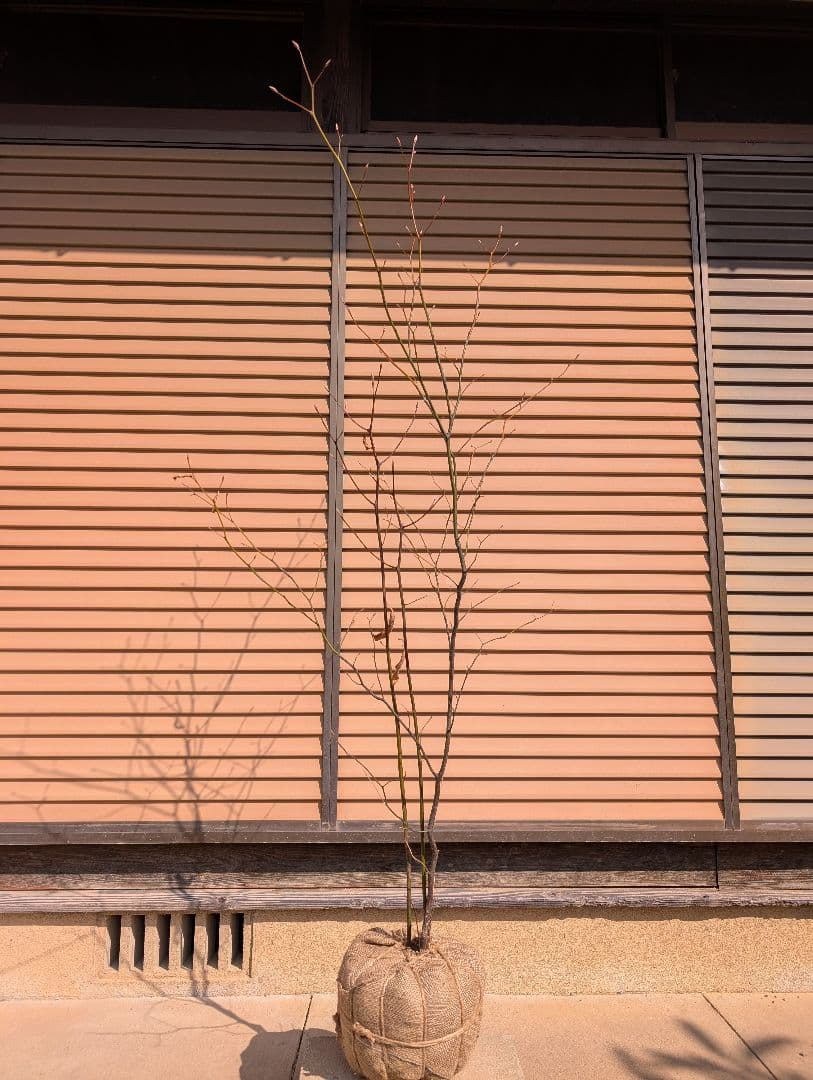 クロモジ　株立　①