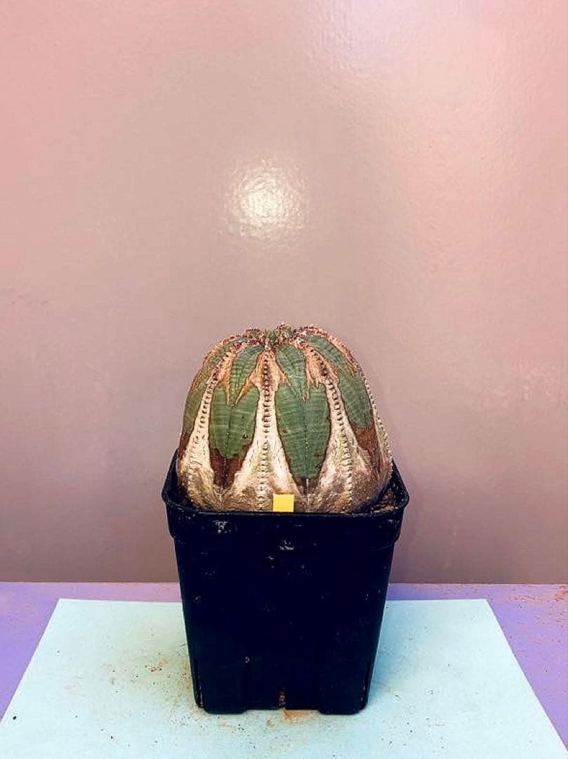 《3号Y》ユーフォルビア　オールド　オベサ　雌株