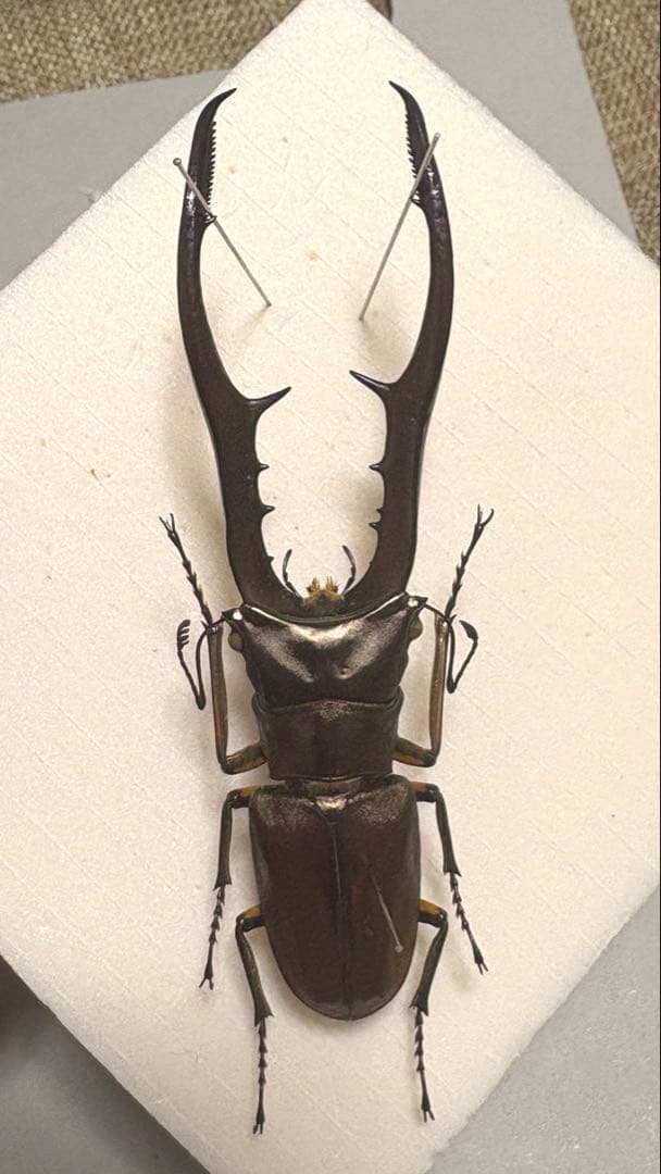 大型！89.5mm メタリフェル　原名