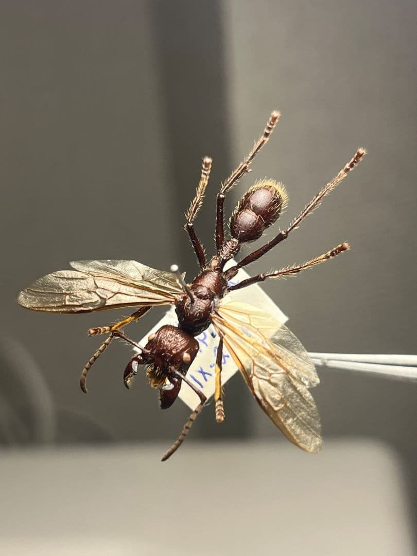 【開翅標本】パラポネラ アシナガアリ いきもの大図鑑 蟻 クロオオアリ