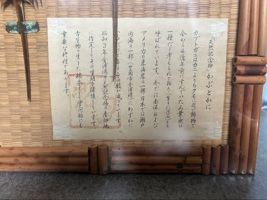 カブトガニ標本 大小2体セット