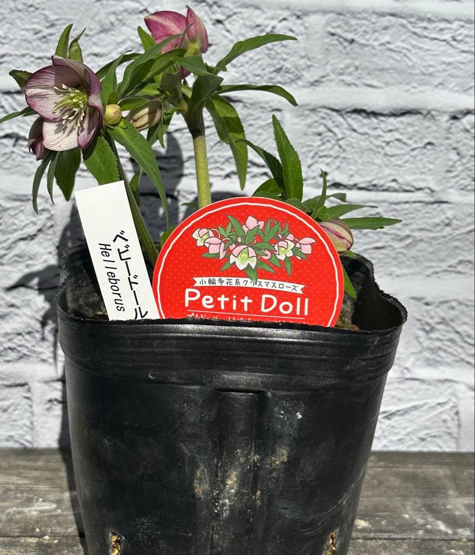 クリスマスローズ　ベビードール　横山園芸　開花株
