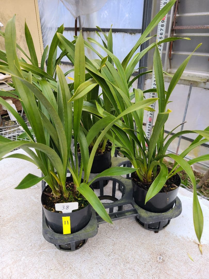 4寸。ミスマフェット。花芽合計11個。5鉢セット。蜜蜂誘引蘭。日本蜜蜂