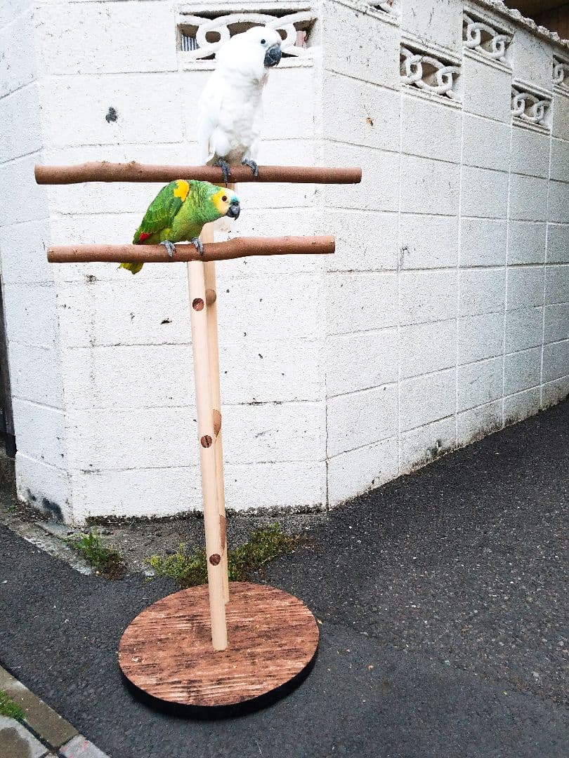 ★オウムスタンド新作‼️見本品‼️{コメント用}❗