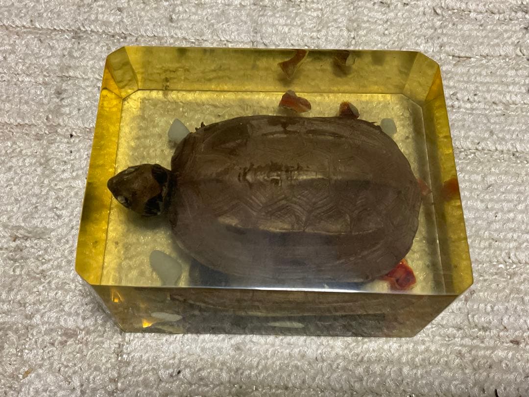 レジン亀／クサガメのレジン標本となります。【お土産品で購入した物です。】。