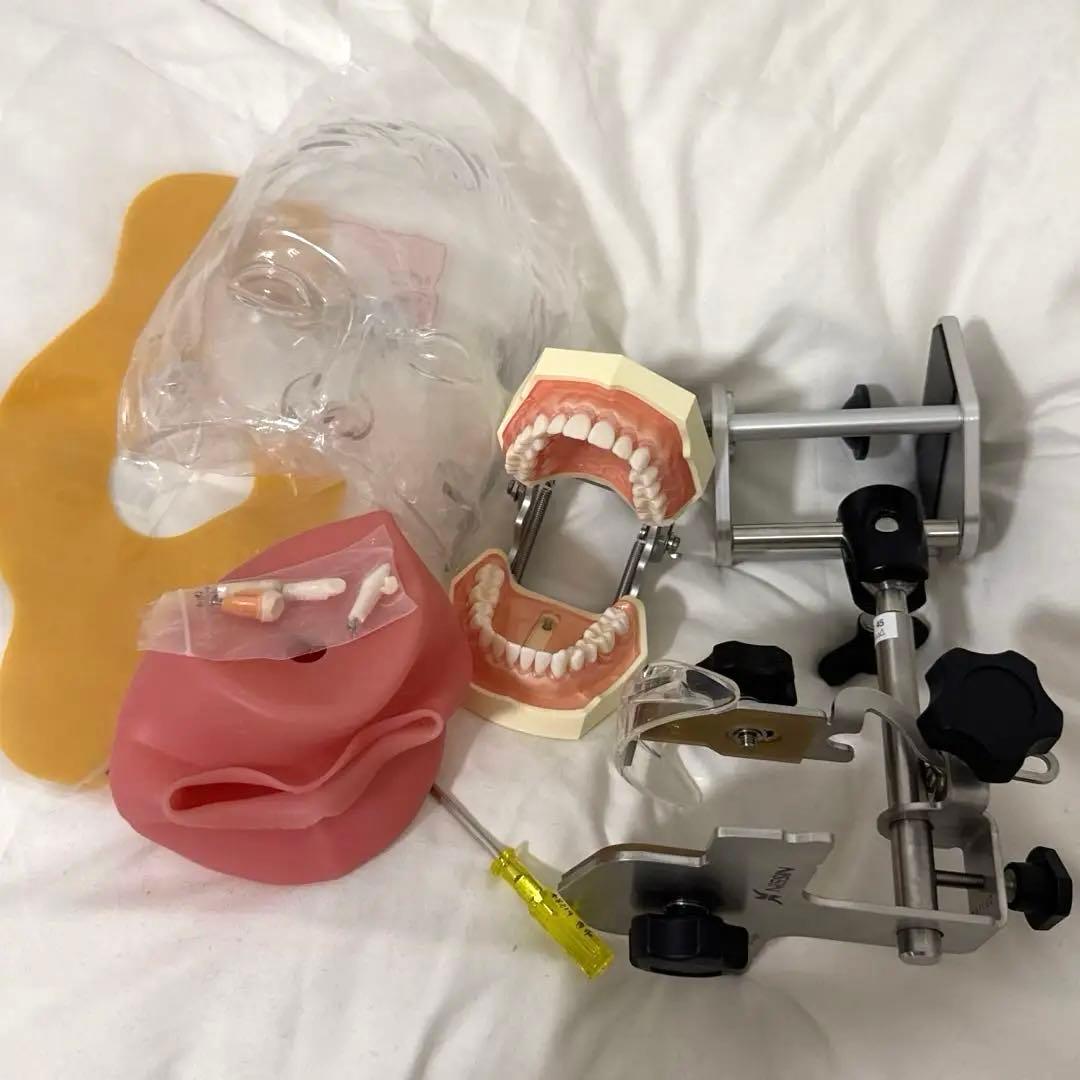 【美品】歯科 顎模型 一式　NISSIN シンプルマネキン 説明書付き
