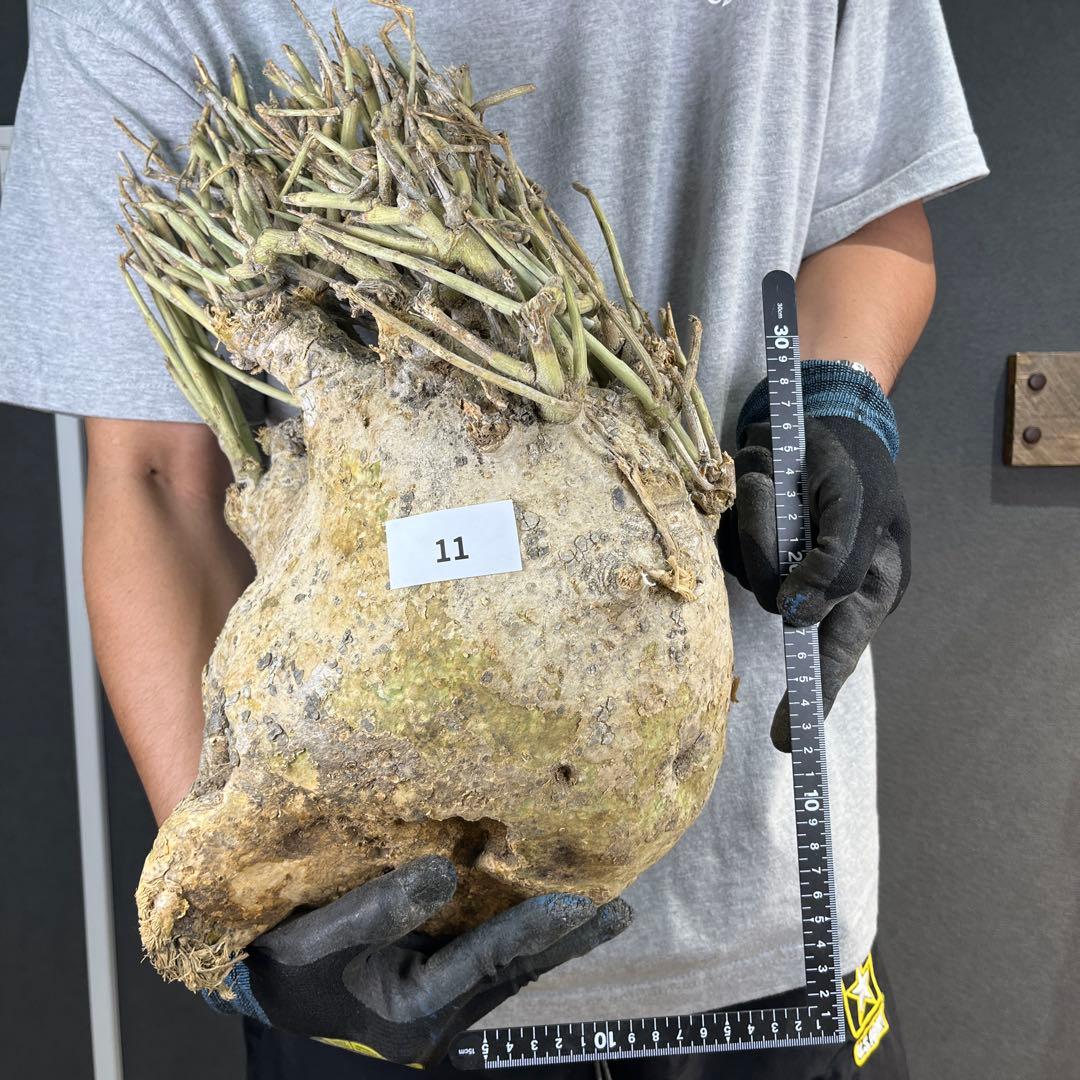 ぱ*ん様 11 激レア 超大株 アデニア ペチュエリー 現地球 鮮度抜群