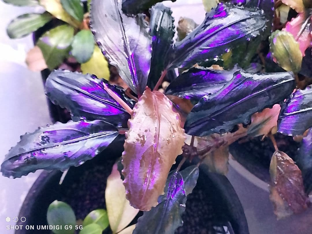 特価ブセファランドラ ルミナス パープル2 メラウィ