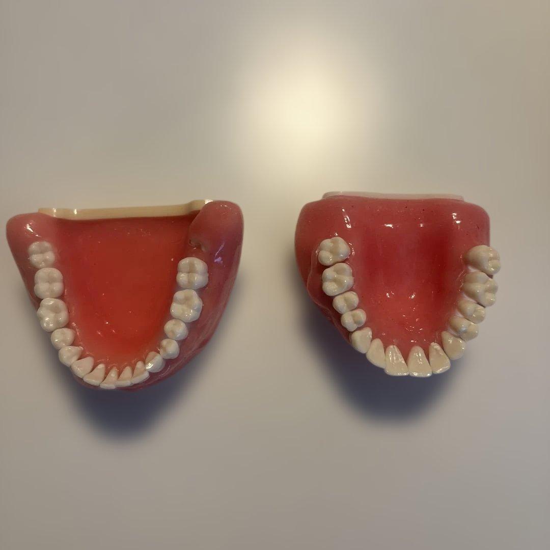 デンタルモデル 外科用上下歯列