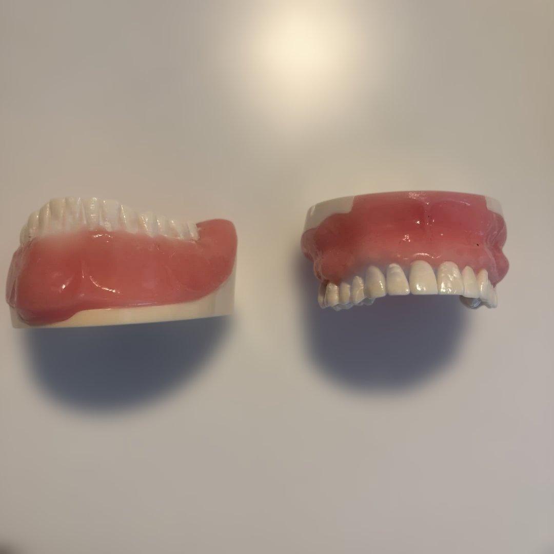 デンタルモデル 外科用上下歯列