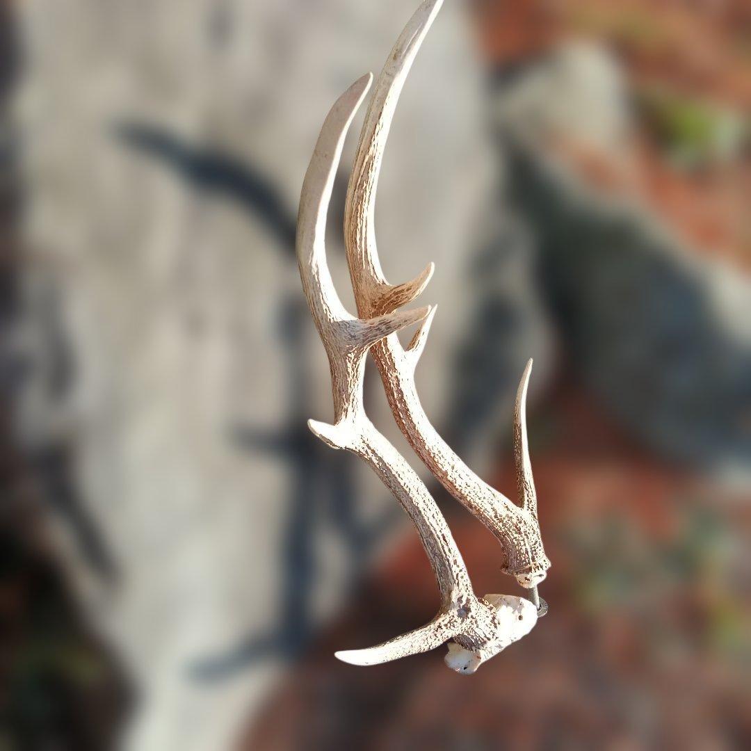 81..蝦夷鹿のつの自然な形状の白色の角 約60cm.描くモチーフで使用