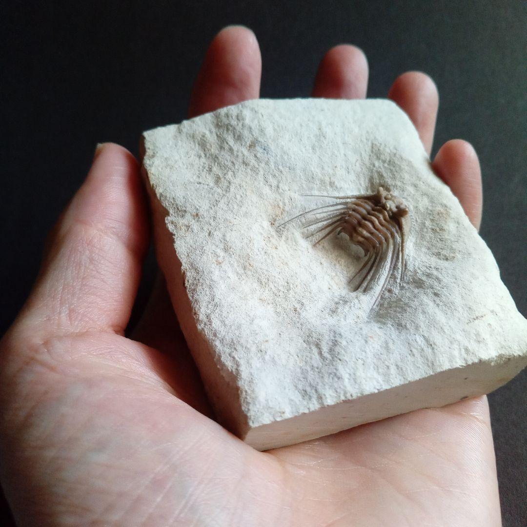 三葉虫　USA　ケトネラスピス　極美　希少